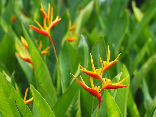 Heliconia Psittacorum fiore