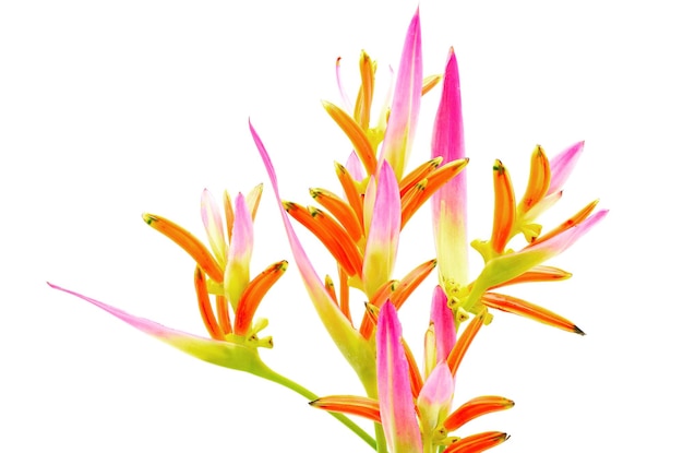 Heliconia Sassy