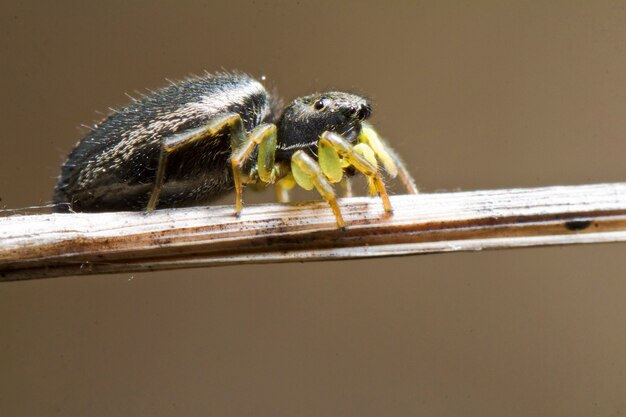 Heliophanus auratus spider