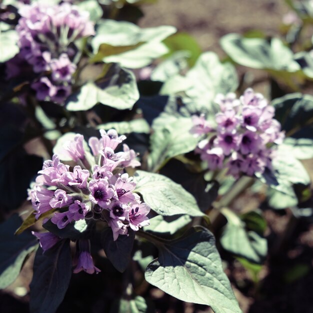 Heliotropium arborescens fiori viola con fogliame verde