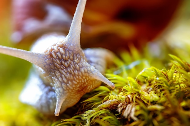 Helix pomatia anche lumaca romana, lumaca di Borgogna, lumaca commestibile o escargot, è una specie di grande lumaca terrestre commestibile, che respira aria, un mollusco gasteropode polmonare terrestre della famiglia Helicidae.