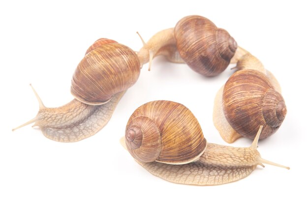 Helix pomatia. lumaca d'uva su uno sfondo bianco. molluschi e invertebrati. cibo di carne proteica gourmet. comunicazione dell'individuo nella società