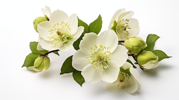 Hellebore Closeup su sfondo bianco