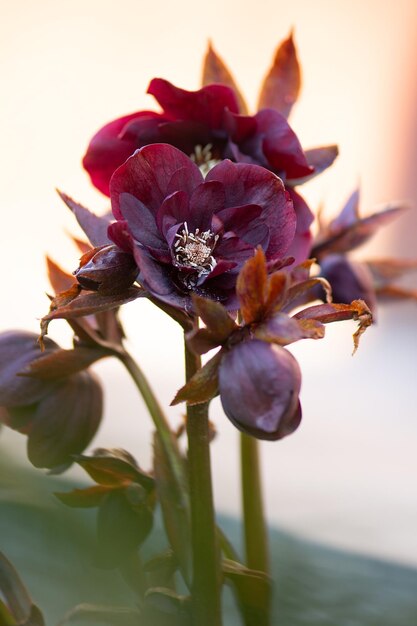 Helleborus Helleborus orientalis Queens Double Red ibridi o elleboro nero che crescono nel giardino primaverile Rosa di Natale o fiori primaverili di elleboro che si posizionano in semi ombra