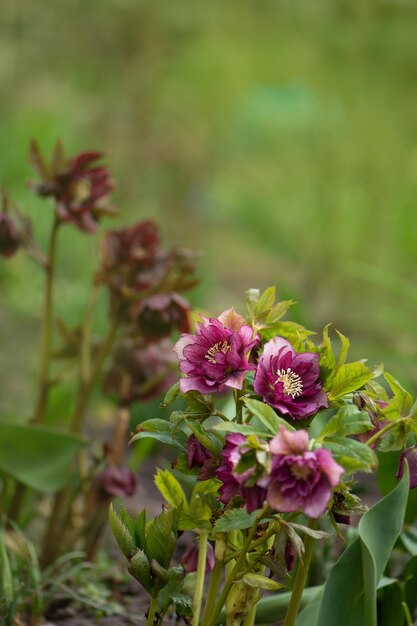 Helleborus hybridus Double Ellen Red cresce nel giardino di primavera L'elleboro perenne sempreverde fiorisce nel tardo inverno all'inizio della primavera