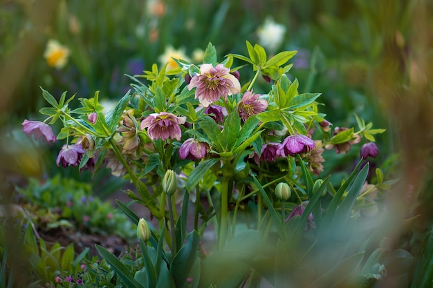 Helleborus o rosa quaresimale ibridi fiore con neve in giardino Helleborus viola fiore rosa Double Ellen Pink con macchie sul petalo