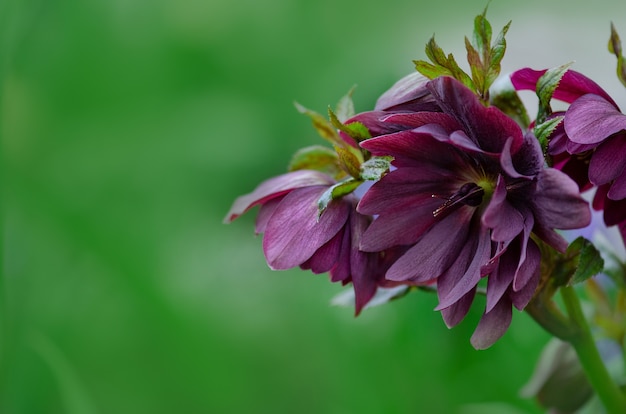 Helleborus orientalis Queens Double Red