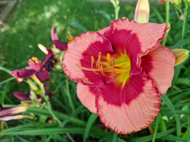 Hemerocallis brillante di fioritura del giglio nel germoglio verde del giglio del giardino vicino su