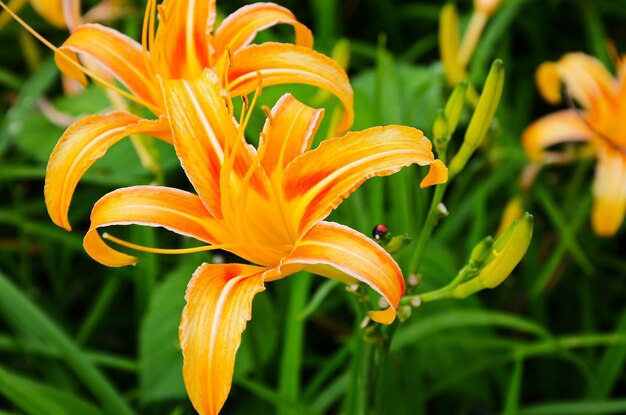 Hemerocallis fulva Orange Daylily Il fiore di giglio di giorno arancione a sessanta montagna di pietra Fuli Hualien Taiwan