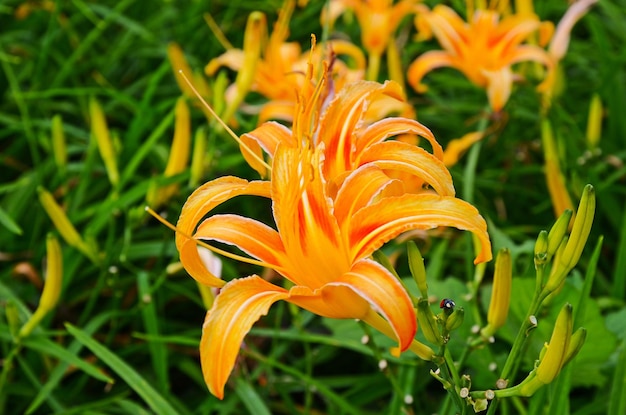 Hemerocallis fulva Orange Daylily Il fiore di giglio di giorno arancione a sessanta montagna di pietra Fuli Hualien Taiwan