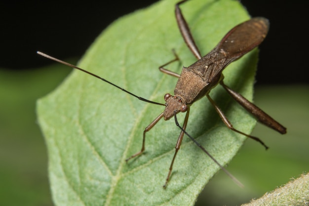 Hemiptera Leaf on leaf