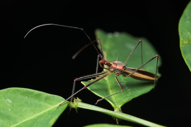 Hemiptera Macro foglia