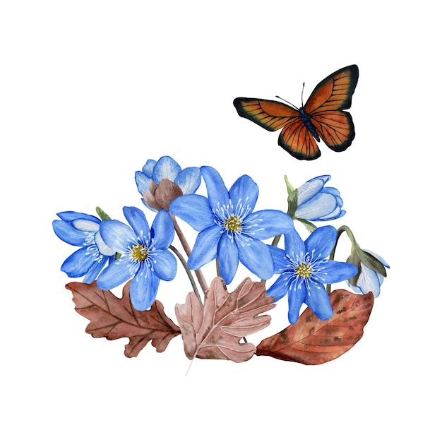 Hepatica fiori primaverili blu foglie composizione ad acquerello Illustrazione botanica isolata su bianco