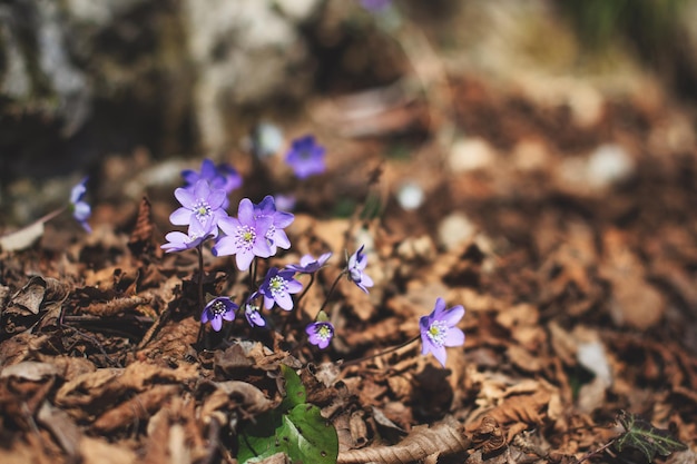 Hepatica nobilis fiorisce in primavera nei boschi delle Prealpi lombarde in Italia