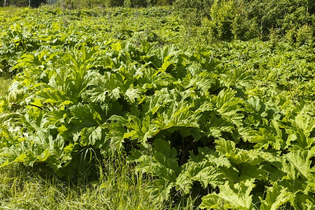 Heracleum verde, pianta di pastinaca in estate