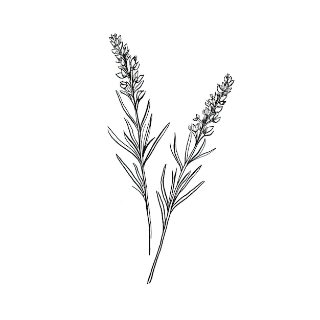 Herb lavanda ai generato