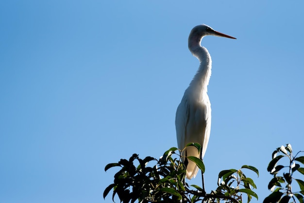 Heron bella grazia al sole sui rami di un fuoco selettivo luce naturale dell'albero