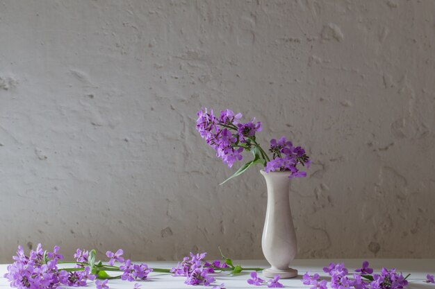 Hesperis matronali fiori in vaso