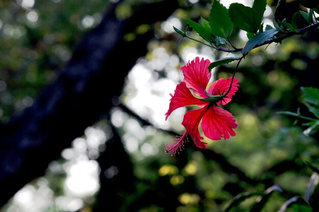 Hibiscus genere Hibiscus che fiorisce in primavera