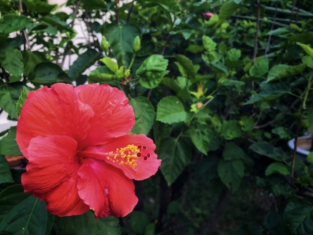 Hibiscus rosa sinensis con foglie verdi