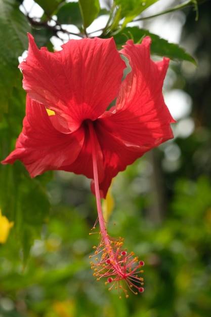 Hibiscus rosa-sinensis, conosciuto colloquialmente come ibisco cinese rosa cinese. Pianta nera di scarpe. Malvacee