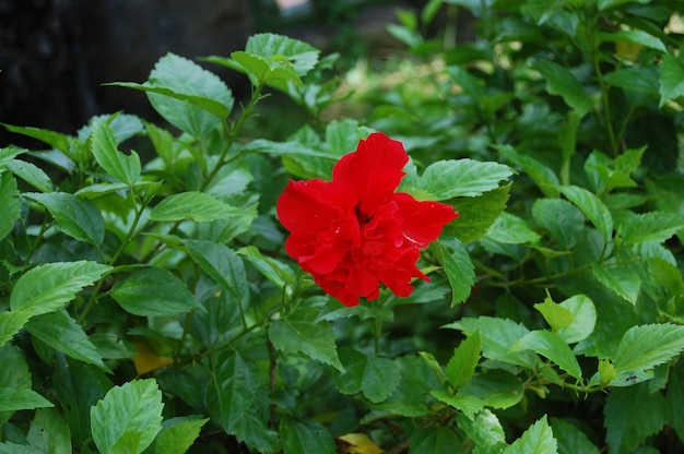 Hibiscus rosa sinensis nel parco giardino all'aperto del re imperatore Dinh Tien Hoang Temple e Nhat Tru Pagoda di Hoa Lu antica capitale nella città di Ninh Binh ad Hanoi Vietnam