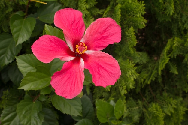 Hibiscus rosa-sinensis