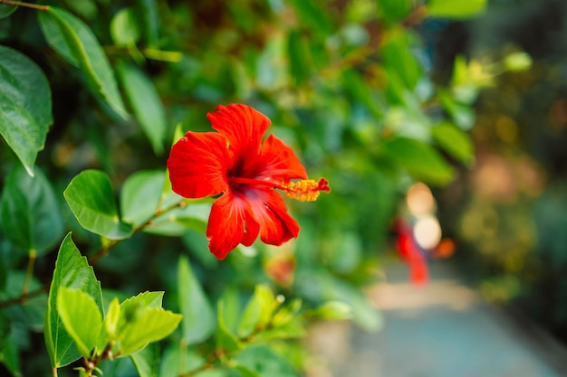 Hibiscus rosasinensis è una pianta fiorita conosciuta come ibisco cinese Cina rosa ibisco hawaiano rosa malva pianta lustrascarpe