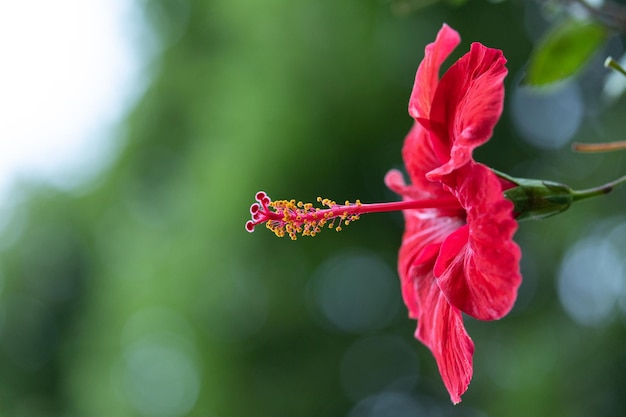 Hibiscus rosasinesis fiore rosso