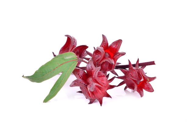 Hibiscus sabdariffa o frutti di rosella