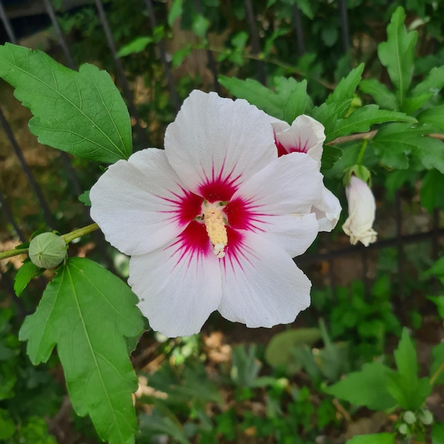 Hibiscus syriacus fiore, fiori bianchi, piante da esterno, piante paesaggistiche