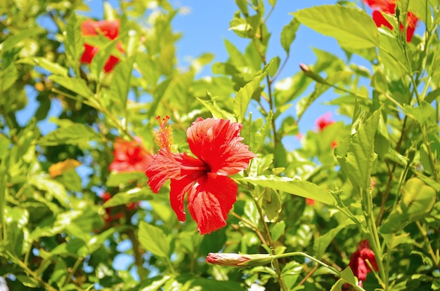 Hibiscusgardenparkflower