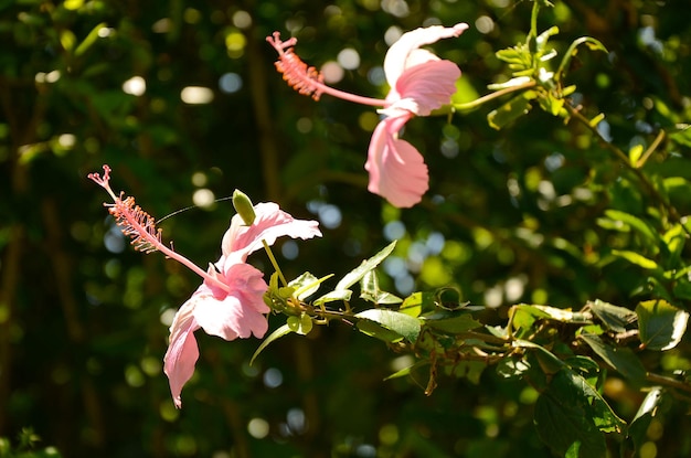 Hibiscusgardenparkflower