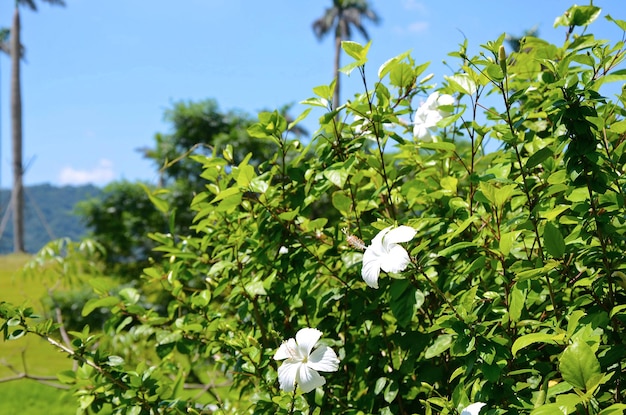 Hibiscusgardenparkflower