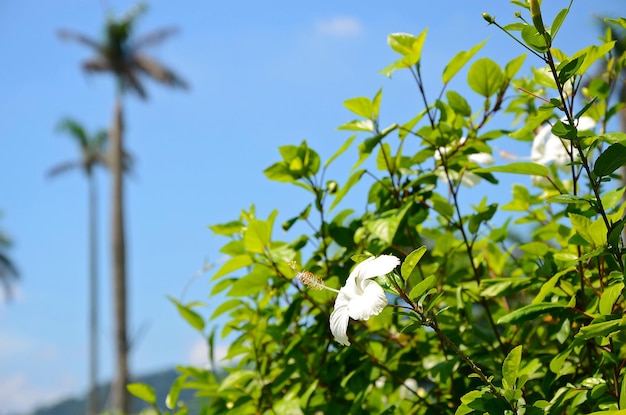 Hibiscusgardenparkflower