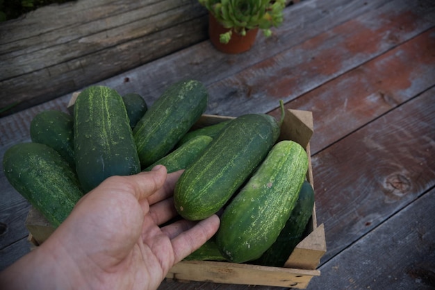 High angle view of hand holding cucumbers