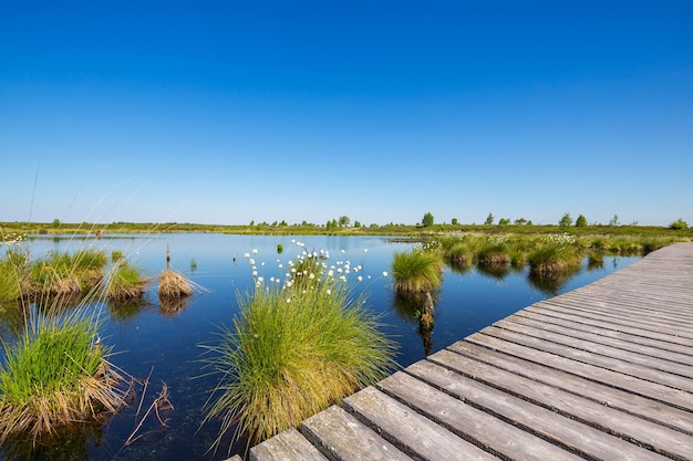 High Fens Hautes Fagnes palude paesaggio naturale in primavera