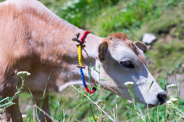 Highland mucca su un campo, Artvin, Turchia