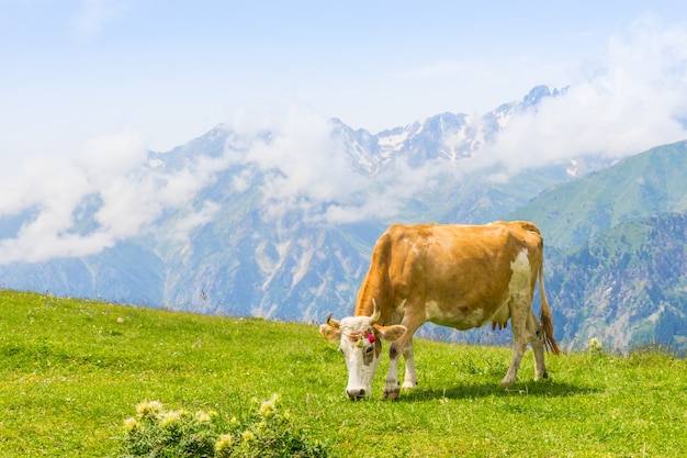 Highland mucca su un campo, Artvin, Turchia