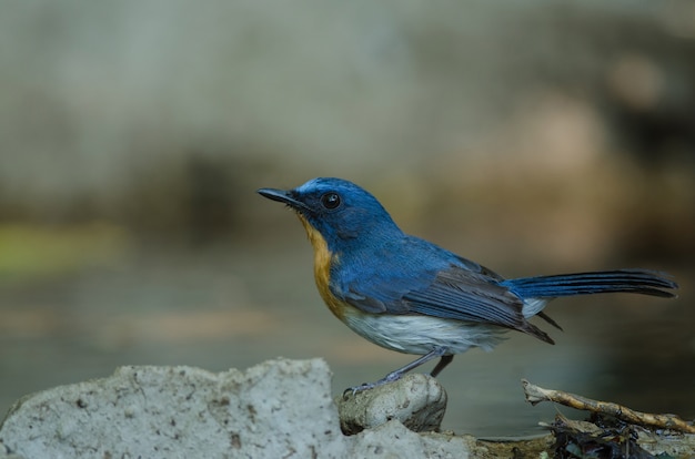 Hill Blue Flycatcher su un ramo