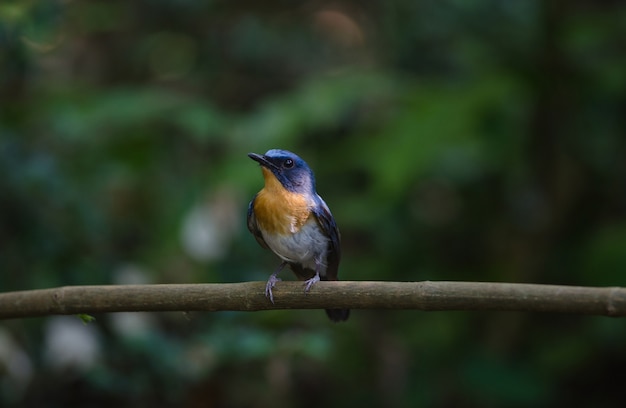 Hill Blue Flycatcher su un ramo