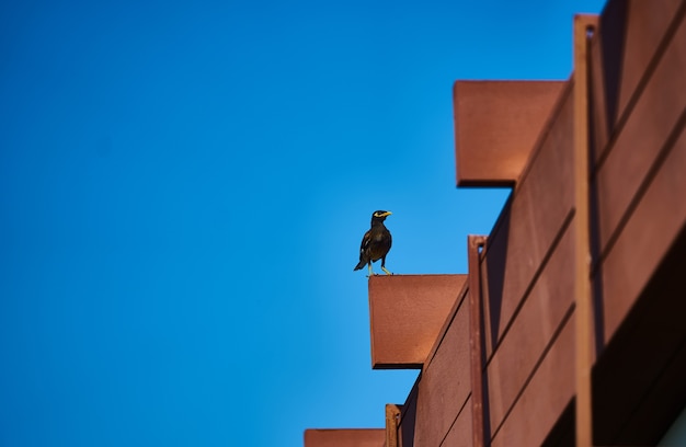 Hill Myna o becco giallo