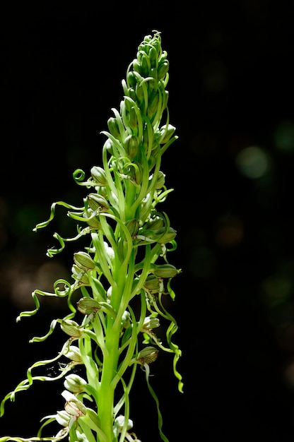 Himantoglossum hircinum popolarmente chiamato orchidea lucertola