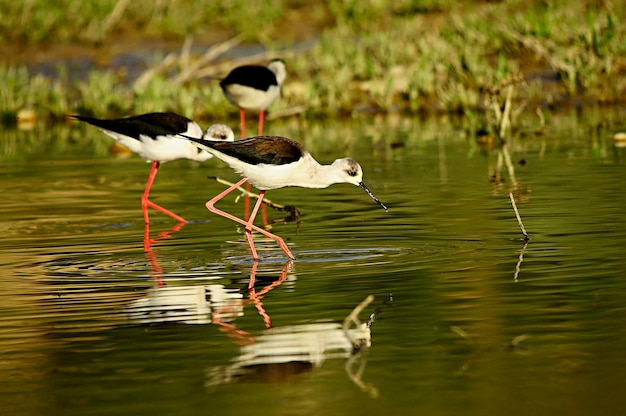 Himantopus Himantopus - Il comune artigliere, uccello caadriforme della famiglia Recurvirostridae.