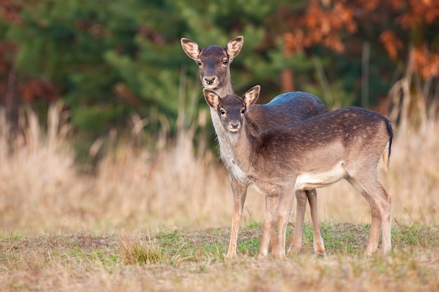 Hind madre con giovane fulvo cercando o prati asciutti in autunno