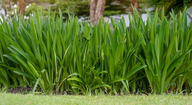 Hippeastrum aulicum piante