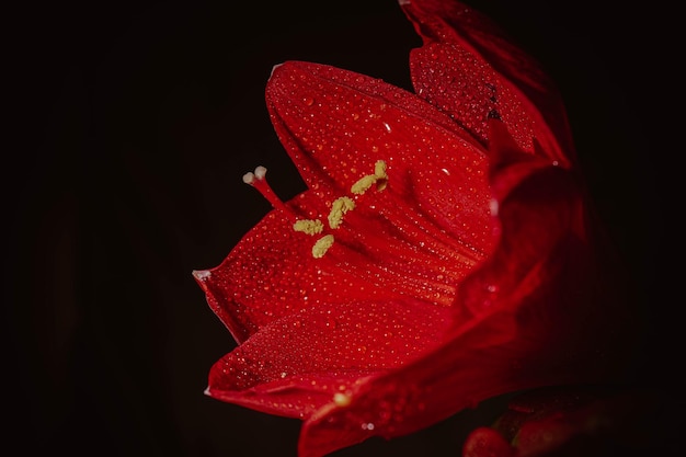 Hippeastrum rosso su sfondo nero Concetto di salute delle donne San Valentino Fiore scarlatto dell'amore Foto macro closeup di gocce sui petali Un riferimento alla tenerezza, alla cura e alla gentilezza