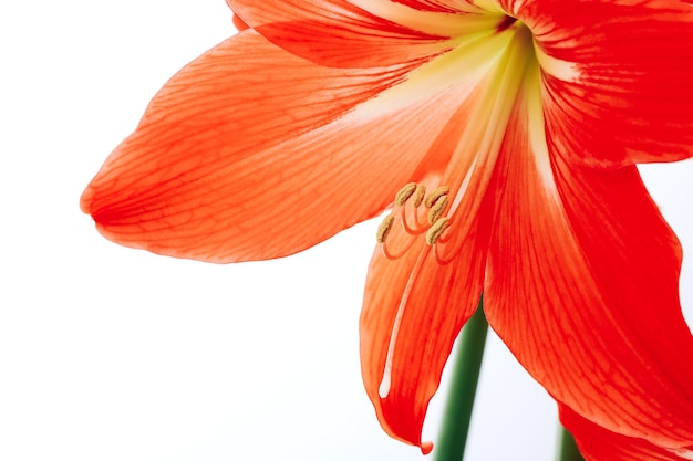 Hippeastrum rutilum in piena fioritura su sfondo bianco da vicino