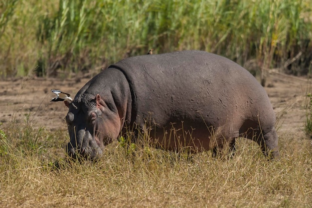 HIPPOPOTAMUS AMPHIBIUS nel parco nazionale Kruger Sud Africa