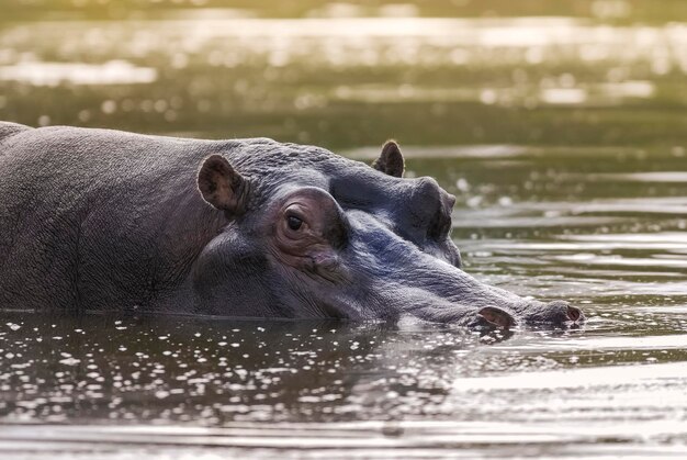 HIPPOPOTAMUS AMPHIBIUS nel parco nazionale Kruger Sud Africa